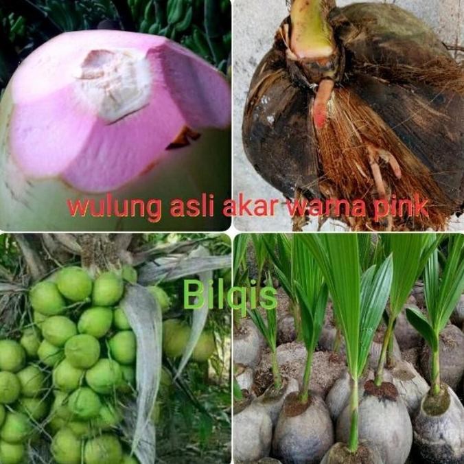 bibit tanaman kelapa wulung asli akar merah muda berkasiat PREMIUM