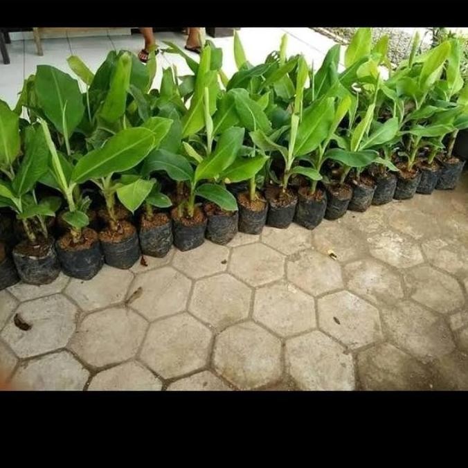 

Terlaris Paket Hemat 3 Bibit Pisang Raja Sereh Atv