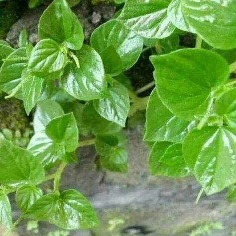 

Terlaris Daun Sirih Cina Ketumpang / Daun Suruhan Segar, Per 500Gram Bibit Tanaman Super Unggul Asli Original