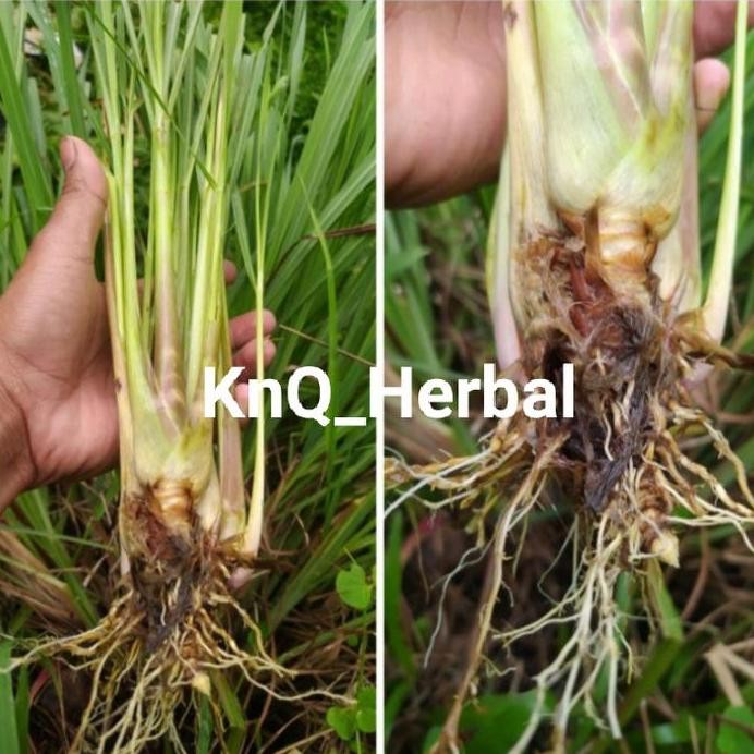 

Terlaris Bibit Sereh Bumbu Masak 1Kg Serai Dapur Siap Tanam