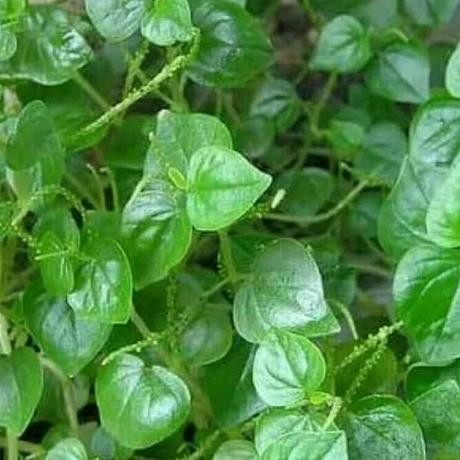 

Terlaris Tanaman Herbal Daun Suruhan / Sirih Cina Asli / Daun Ketumpang Air Bibit Tanaman Super Unggul