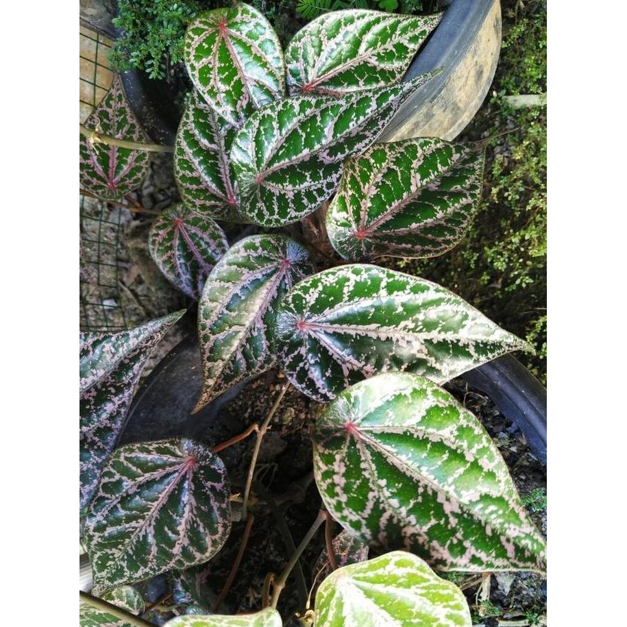 

Terlaris Bibit Tanaman Sirih Merah Herbal Asli