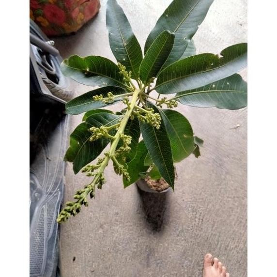 Tanaman Bibit Buah Mangga Manalagi Sudah Berbunga PREMIUM