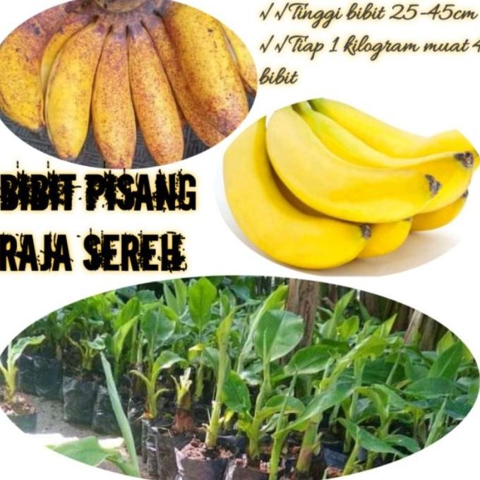 

Terlaris New-Bibit Pisang Raja Sereh Super