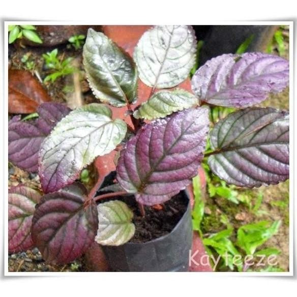 

Terlaris Bibit Sirih Merah Herbal Siap Tanam Qcbtvy 0832Yx