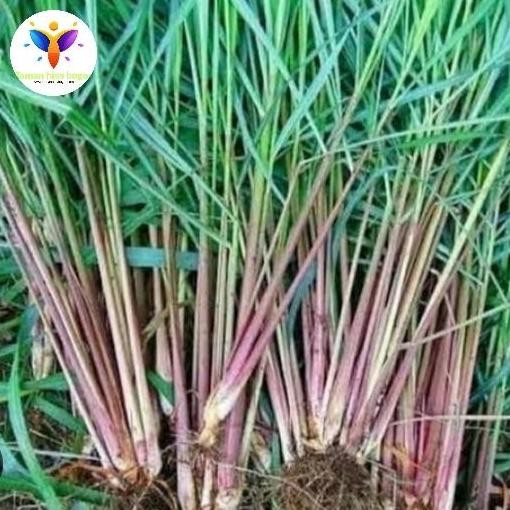 

Terlaris Bibit Pohon Sereh Merah Wangi