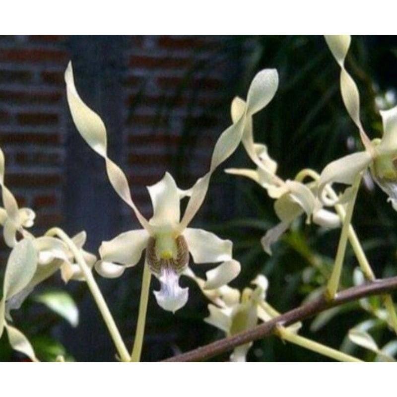 Anggrek Dendrobium Keriting Gouldii White Sudah Spike/Knop