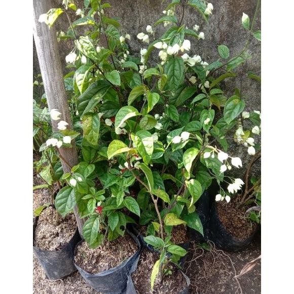 

Terlaris Tanaman Hias Bibit Bunga Nona Makan Sirih Rrvanm 5765Dq