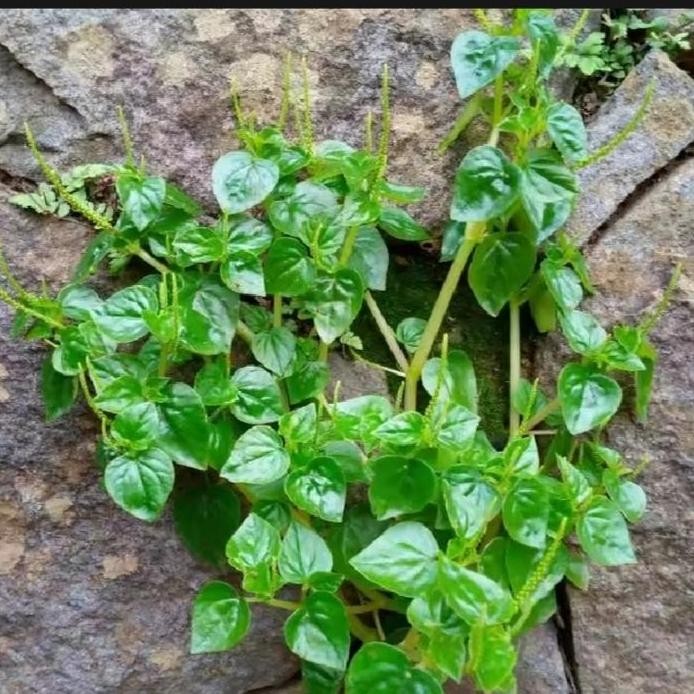 

Terlaris Bibit Tanaman Herbal Daun Sirih Cina/Daun Suruhan/Tumpang Air