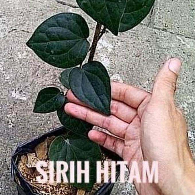 

Terlaris Obral Ind4K Bibit Tanaman Dn Sirih Hitam Herbal Bibit Buah Segar At