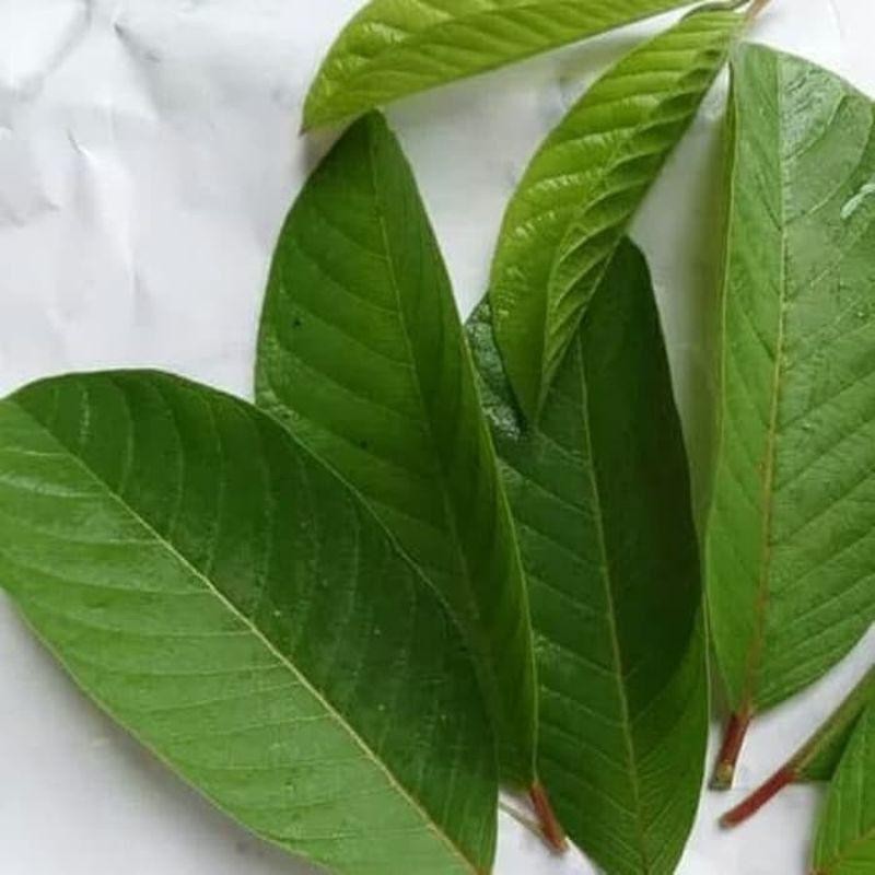 

Daun Jambu Segar Baru Di Petik