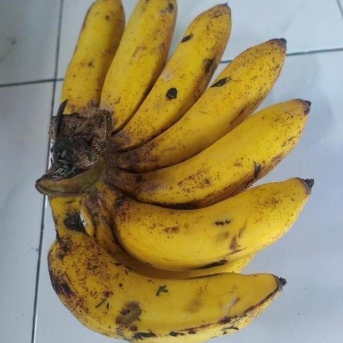 

Terlaris Bibit Pisang Raja Sereh Cbngiy 1233Lh