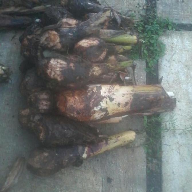 

Terlaris Bibit Tanaman Buah Pisang Raja Sereh / Pisang Susu Gbtm13 Hoki Atv