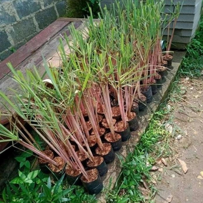 

Terlaris Bibit Pohon Sereh Wangi/Sereh Merah