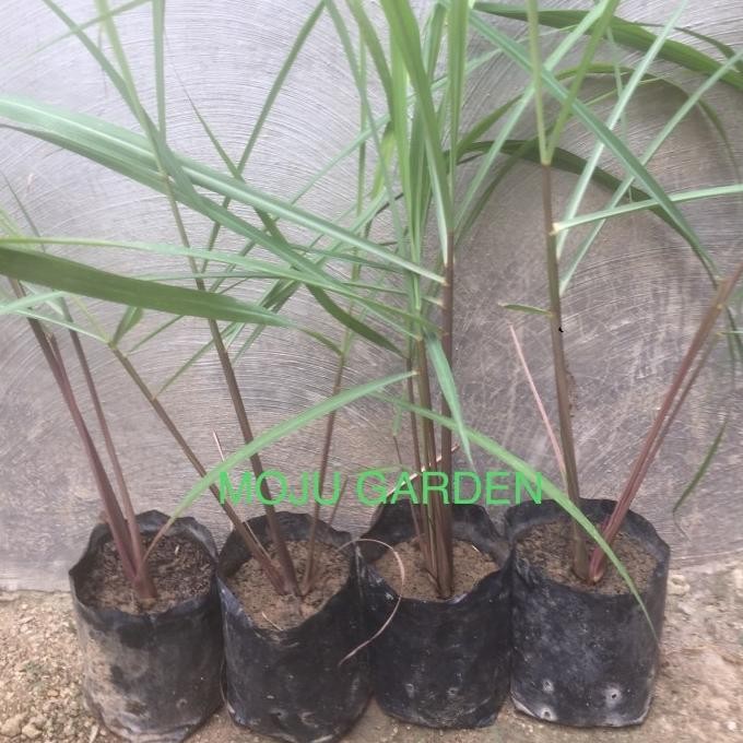 

Terlaris Bibit Serei Merah Serai Wangi Bibit Sereh Merah - Bibit Super