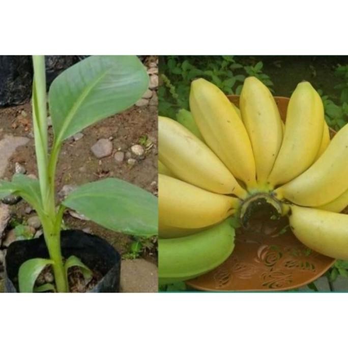 

Terlaris Bibit Buah Pisang Susu Pisang Raja Sereh Tinggi 15 Cm Fu Wagllo 8440St