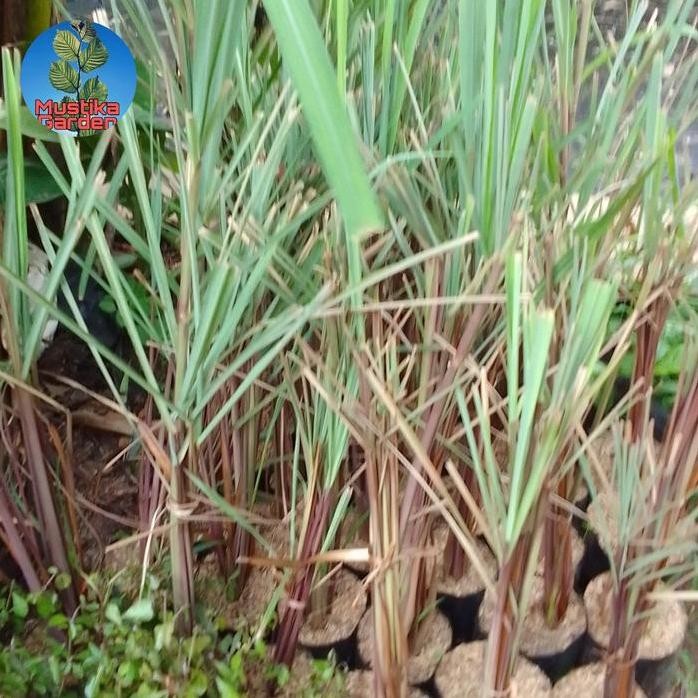 

Terlaris Bibit Tanaman Sereh Wangi/Sereh Merah