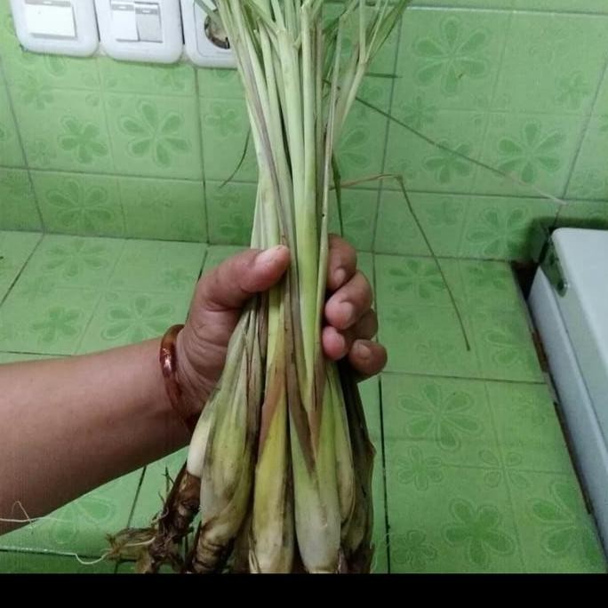 

Terlaris Bibit Serai Wangi - Sereh Dapur