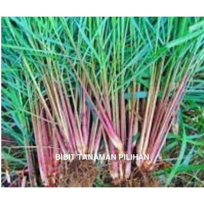 

Terlaris Bibit Tanaman Sereh Merah Wangi Serai Asli Mahapengiri Tanaman Harum
