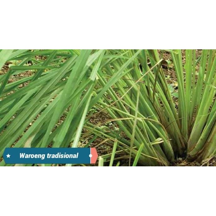 

Terlaris Bibit Sereh / Serai Dapur