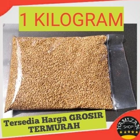 

Terlaris Catgrass Seed Import/Wheatgrass/Benih Rumput Gandum Isi 1 Kilogram
