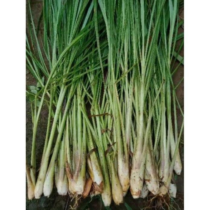 

Terlaris Bibit Sereh Sayur Atau Serai Masakan 500 Gram