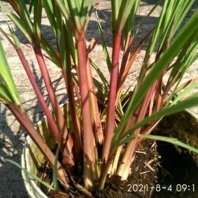 

Terlaris Sereh Herbal, Sereh Wangi, 6 Bibit Sereh Ungu |Gudang Me Yakldu 4656Xf