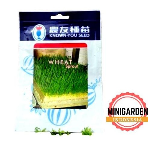 

Terlaris Benih Wheat Sprout 10 Gram Biji Bibit Microgreen Rumput Gandum