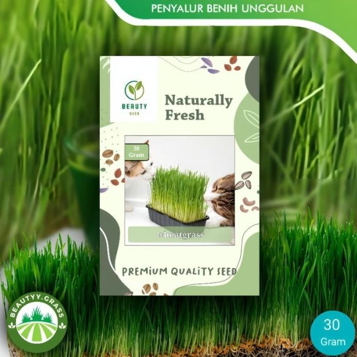 

Terlaris Benih Biji Wheatgrass - Bibit Rumput Gandum - Wheat Grass Seed