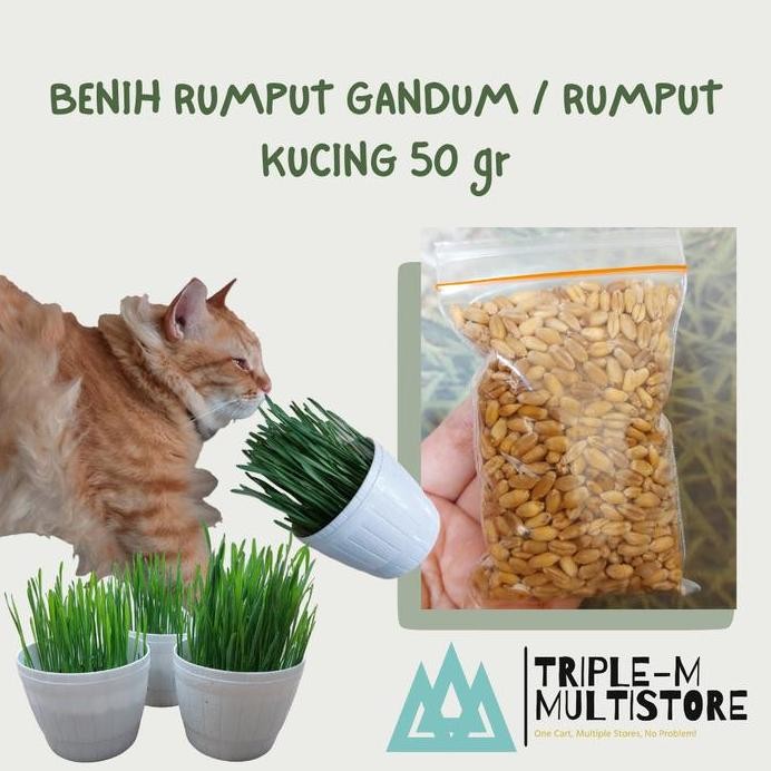 

Terlaris Benih / Biji Rumput Gandum Rumput Kucing Wheatgrass Cat Grass 50 Gram