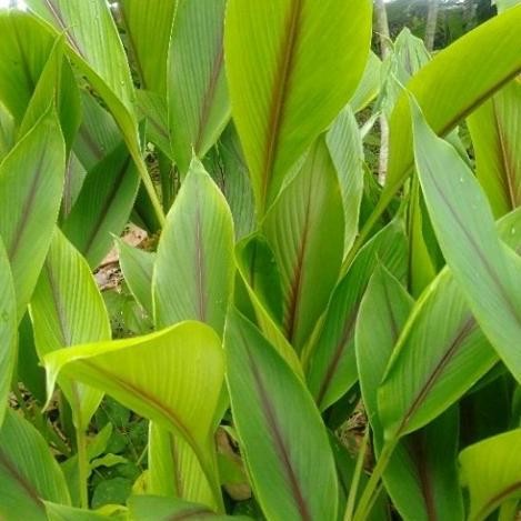 

Terlaris Bibit Tanaman Herbal Temulawak Cabutan Herbal Unggul