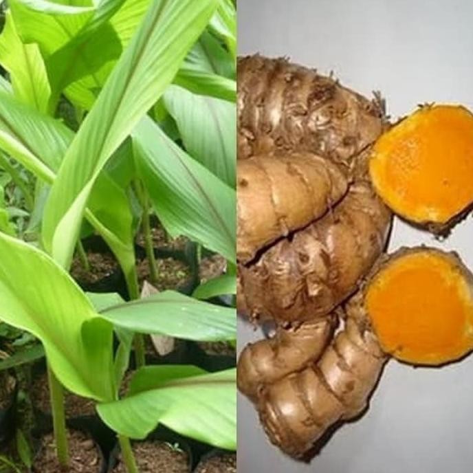 

Terlaris Bibit Tanaman Temulawak - Tanaman Kaya Manfaat - Beli 3 Gratis 1