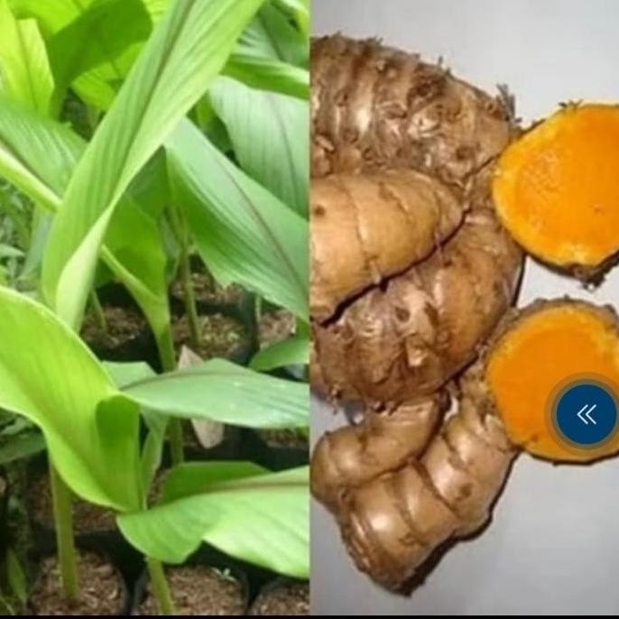 

Terlaris Terbaru Promo Baru Bibit Temulawak Siap Tanam