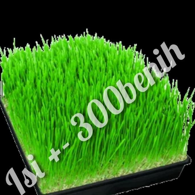 

Terlaris Bibit Wheatgrass Rumput Gandum Cat Grass Wheat Benih Se Diskon