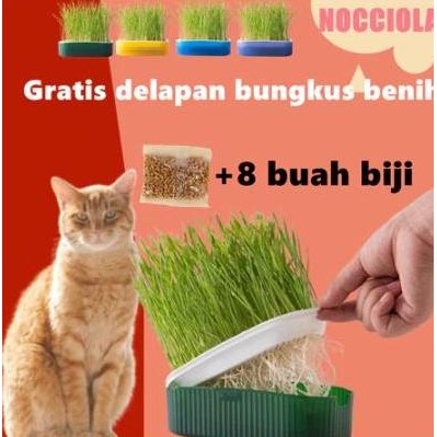 

Terlaris Rumput Kucing Paket Tumbuh Benih Gandum Premium Cat Wheat Grass