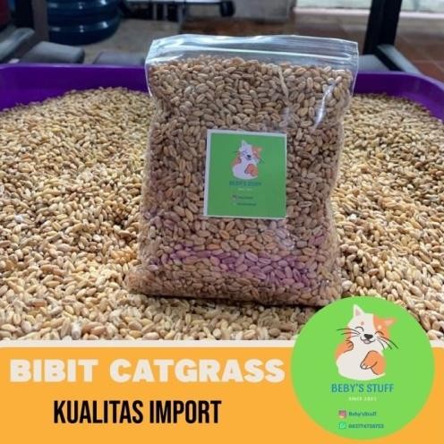 

Terlaris Best Bibit Benih Rumput Kucing Wheatgrass Gandum - 50Gr
