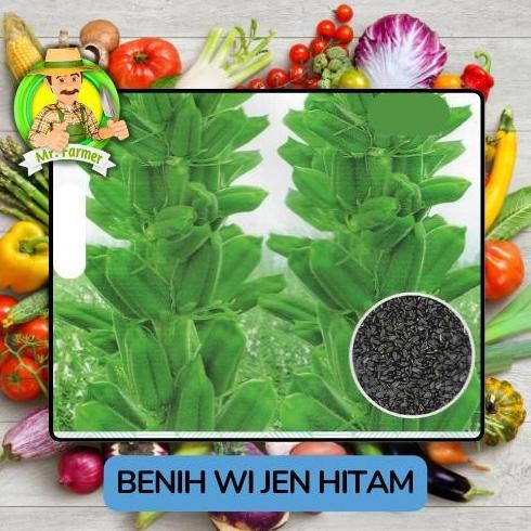 

Terlaris Benih Wijen Bibit Tanaman Biji Wijem Unggulan