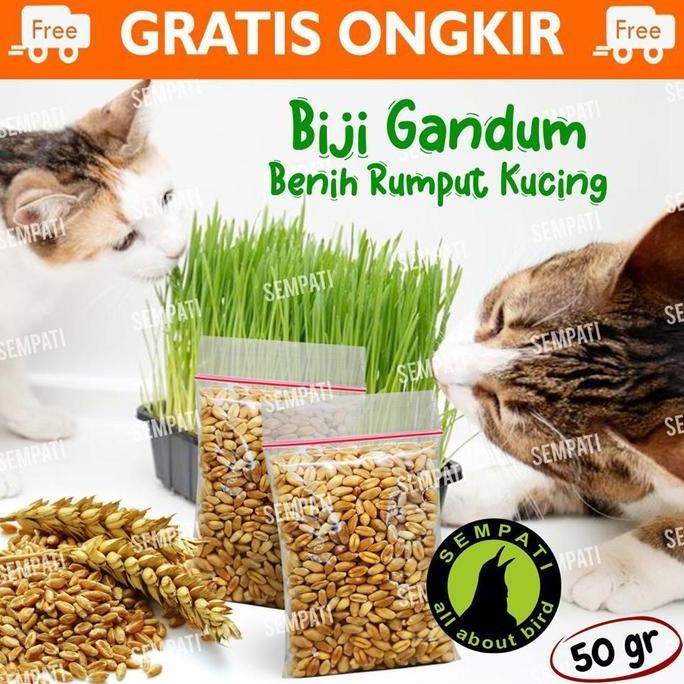 

Terlaris Biji Gandum Rumput Kucing 50Gr Benih Biji Rumput Gandum Makanan Kucing