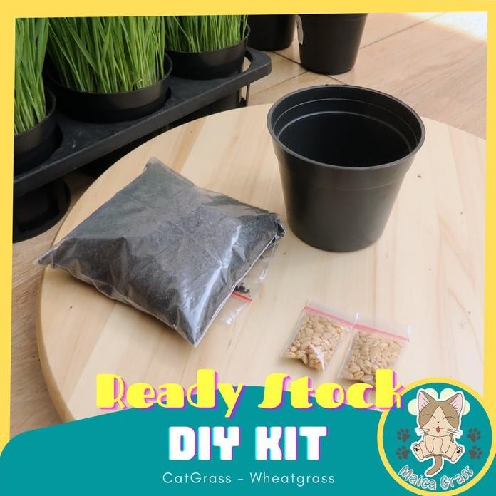 

Terlaris Diy Rumput Kucing/Rumput Gandum - Paket Lengkap Benih Siap Tanam
