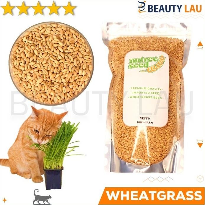 

Terlaris Benih Wheatgrass 1Kg Bibit Rumput Gandum Untuk Kucing Biji
