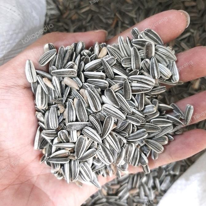 1KG KUACI KWACI SUNFLOWER BIJI BUNGA MATAHARI HAMSTER BURUNG IMPORT TERMURAH