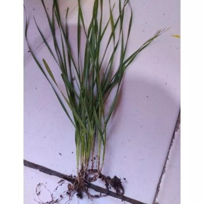 

Terlaris Biji Gandum Benih Rumput Gandum Utuh Kemasan 5 Kg Bmhcjm 4575As