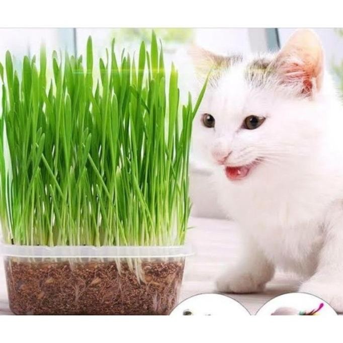 

Terlaris Gandum Sm 25 Gr - Biji Catgrass Benih Rumput Kucing Benih Wheatgrass