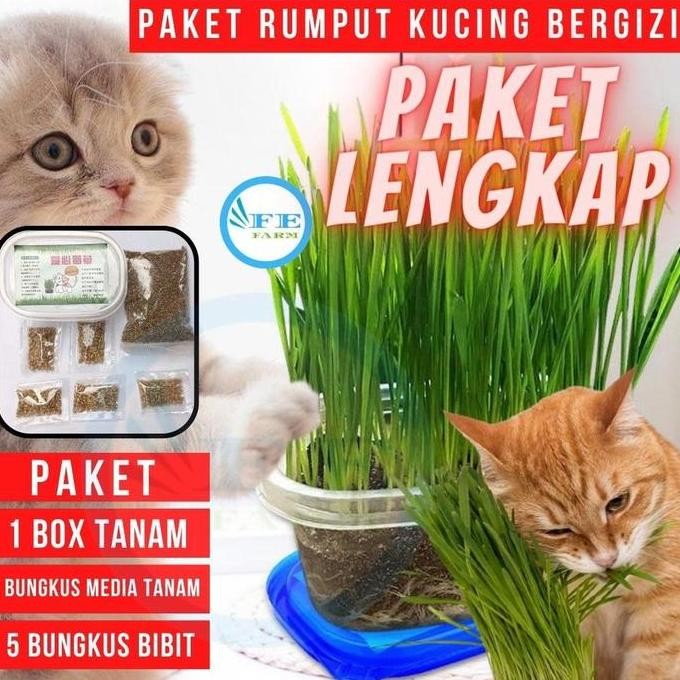 

Terlaris Paket Menanam Rumput Gandum Wheat Grass Catgrass Biji Benih Bibit