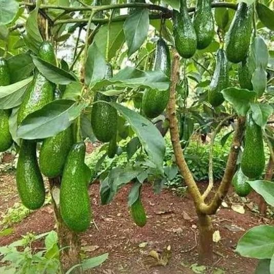 

Bibit Buah Alpukat pohon alpukat tanaman alpukat aligator dan miki