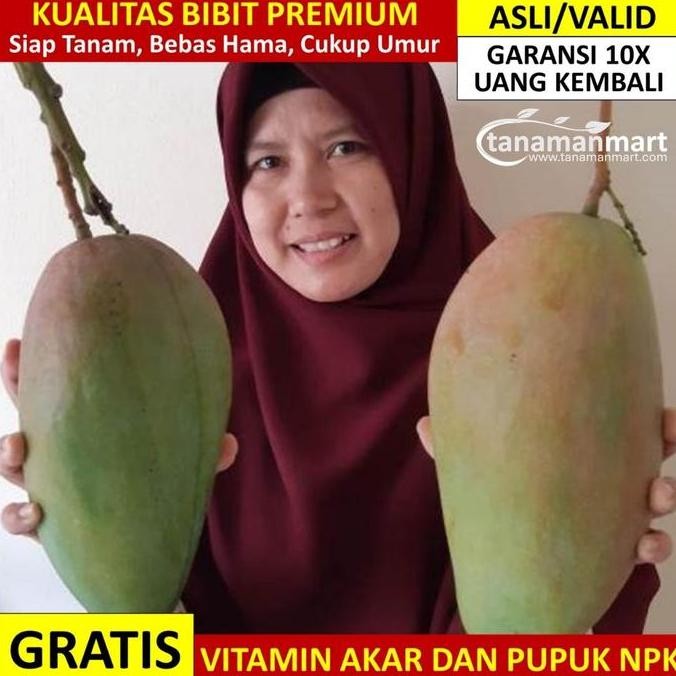 

Bibit Mangga Kiojay Jumbo asli bergaransi, pohon mangga Kiojai valid