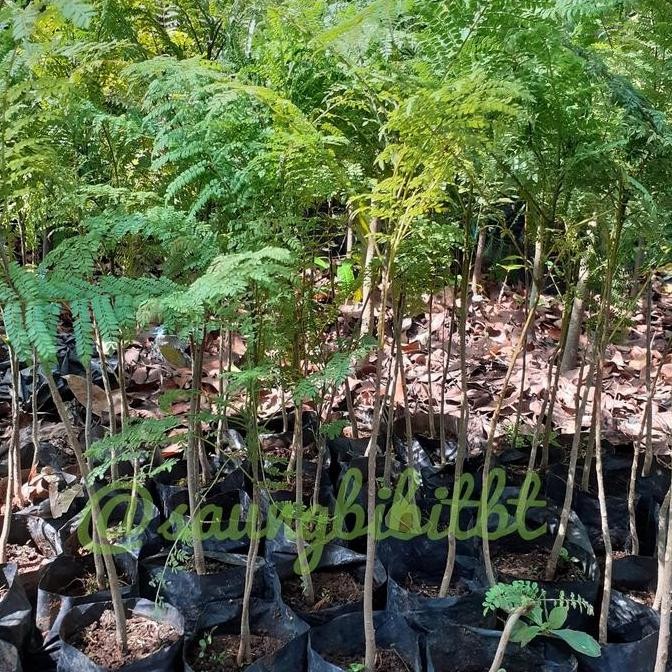 

Bibit Pohon Jacaranda - Tanaman Cakaranda - Tanaman Jakaranda