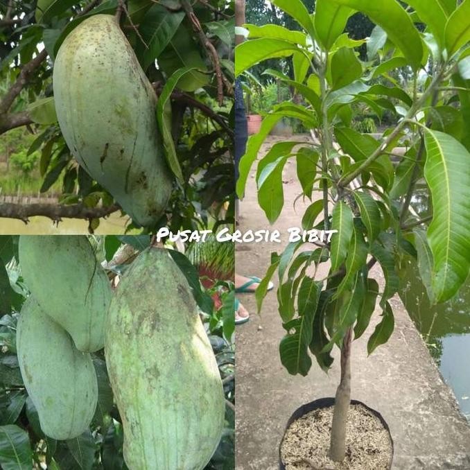 

Bibit Mangga Mahatir Tinggi 1 Meter Up Batang Besar Cepat Berbuah