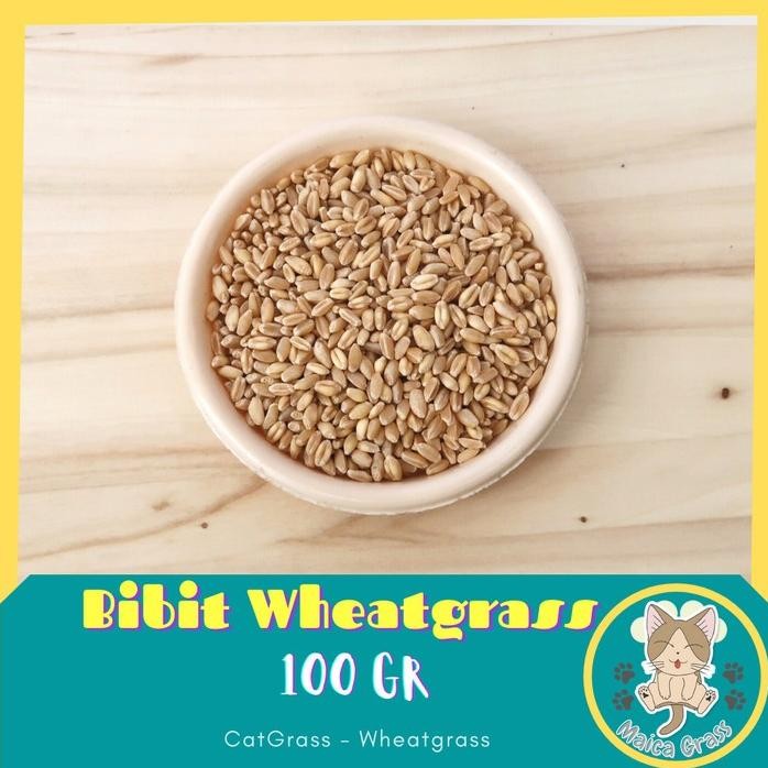

Terlaris Bibit Wheatgrass - Benih Rumput Gandum Kucing - 1Gr - Import