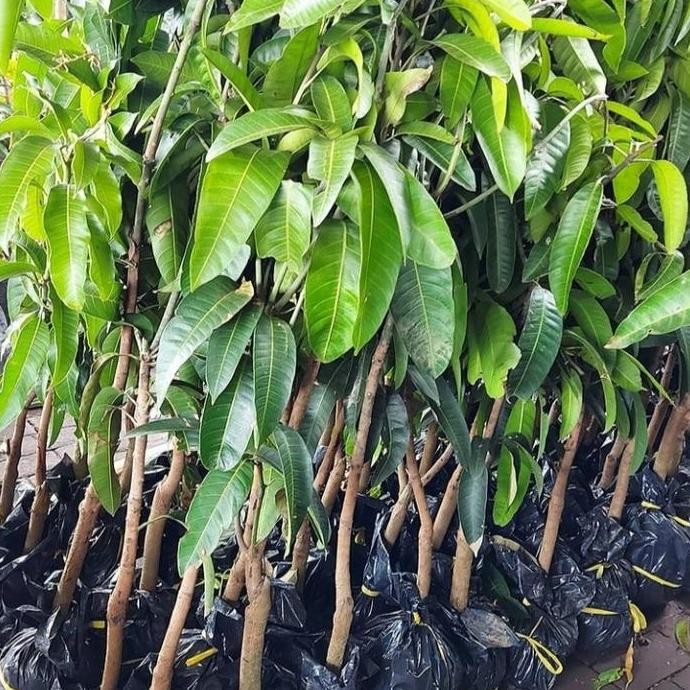 

bibit tanaman buah mangga / pohon mangga cangkokan